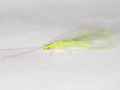Chrysoperla pallida
